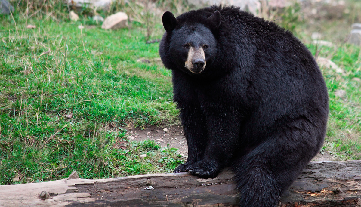 Meet the Black Bears of the Great Smoky Mountains