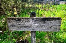 Mountain-to-Sea Trail