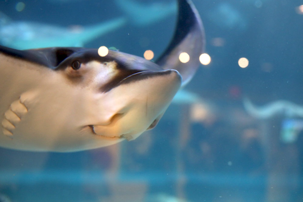 Gatlinburg Attraction Review: Ripley’s Aquarium of the Smokies