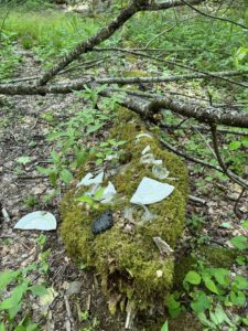 Plates on log