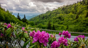 Smoky Mountain flowers