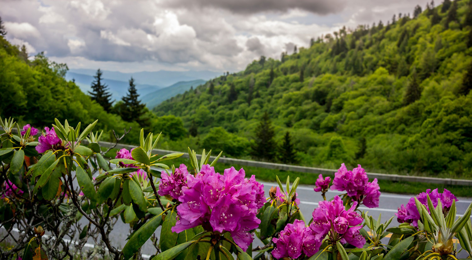 The Early Spring Flowers and Trees You Will Find in the Great Smoky Mountains in Tennessee