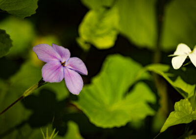 Spring wildflowers