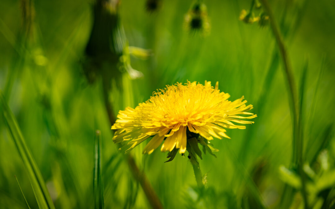 Spring Wildflowers in the Smokies: What to Look For and When