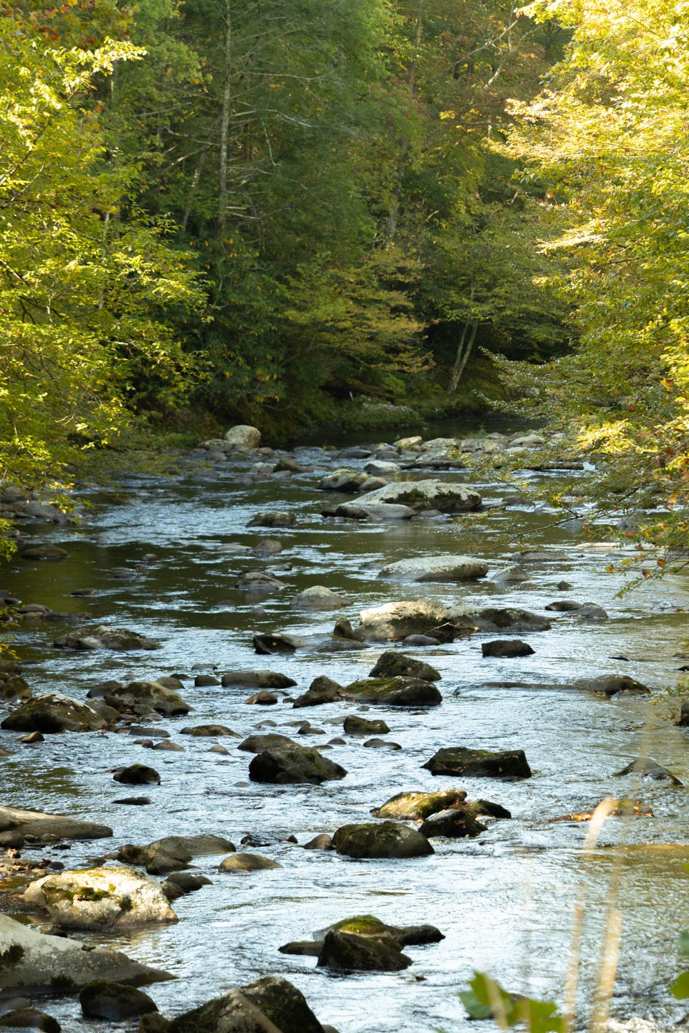 Rocky mountain river lined with early fall trees near Gatlinburg