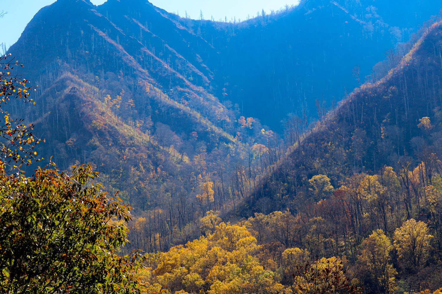 Smoky Mountain ridges with yellow and gold fall color near Gatlinburg
